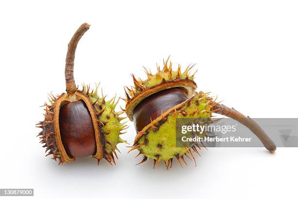 horse-chestnut (aesculus hippocastanum) - horse chestnut seed stock pictures, royalty-free photos & images