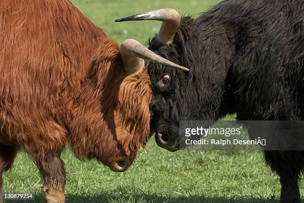 scottish highland cattle, fighting - signe du taureau photos et images de collection