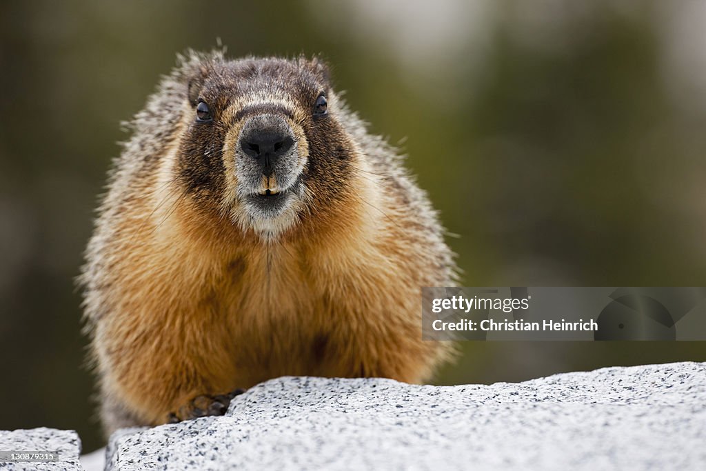 Groundhog Woodchuck Or Whistlepig Yosemite National Park California Usa  High-Res Stock Photo - Getty Images