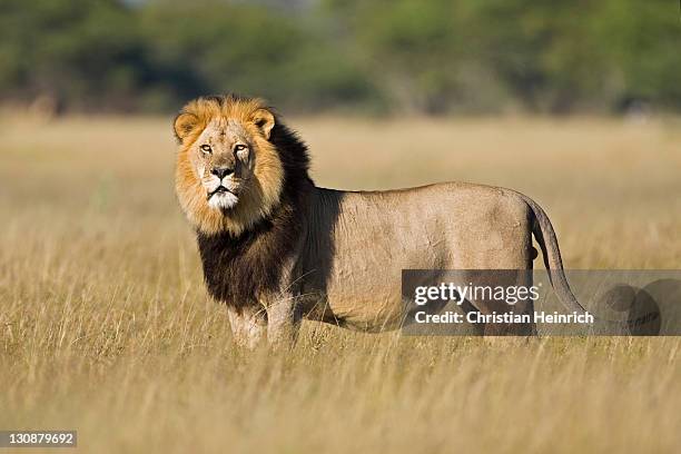 lion (panthera leo), male, central kalahari game reserve, botswana, botswana, africa - central kalahari game reserve lion stockfoto's en -beelden