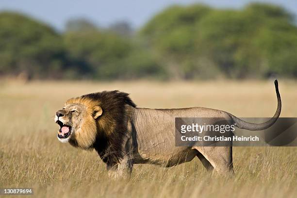 lion (panthera leo), male roaring, central kalahari game reserve, botswana, botswana, africa - kalahari desert 個照片及圖片檔