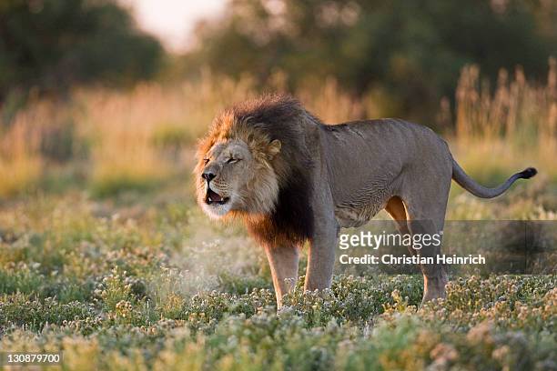 lion (panthera leo), male roaring, central kalahari game reserve, botswana, botswana, africa - central kalahari game reserve lion stockfoto's en -beelden