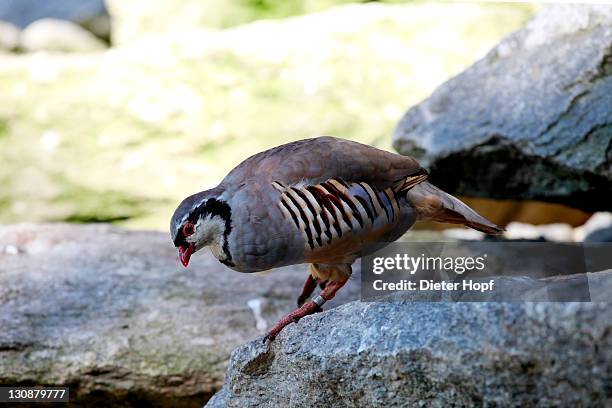 rock partridge (alectoris graeca), alpine zoo innsbruck, tyrol, austria, europe - alectoris graeca stock pictures, royalty-free photos & images