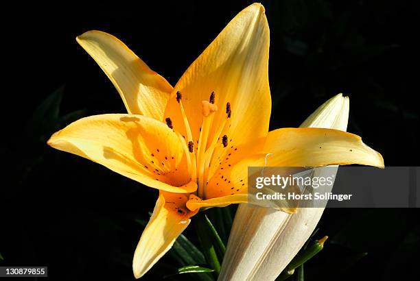 lily flower, lilia hybride - florish stock pictures, royalty-free photos & images