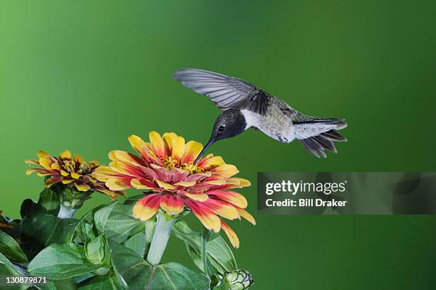 black-chinned hummingbird (archilochus alexandri), bandera, san antonio, hill country, texas, usa - archilochus alexandri stock pictures, royalty-free photos & images