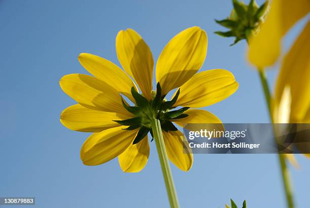 yellow flowers of rudbeckia nitida, asteraceae - florish stock pictures, royalty-free photos & images