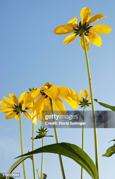 flowers of rudbeckia nitida, asteraceae - florish stock pictures, royalty-free photos & images