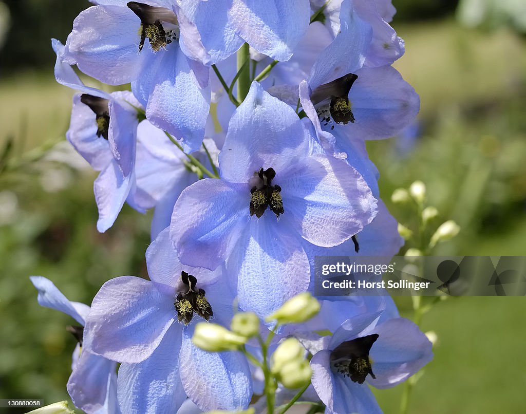 Risp with lighblue Flowers of larkspurn, Delphinium elatum hybrid, Ranunculaceae