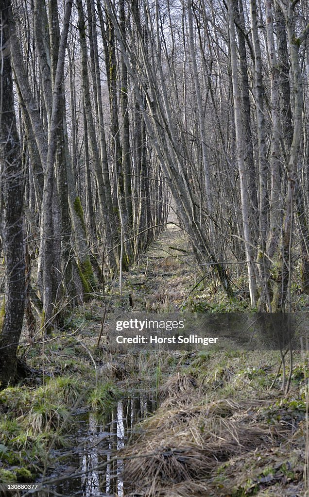 Drainage ditch bordered by alders, alnus glutinosa betulaceae in Bavarian wetlands