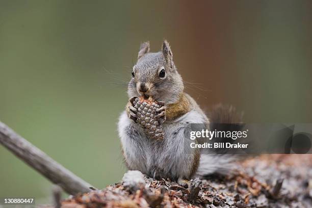 pine squirrel (tamiasciurus hudsonicus), adult eating pine cone, rocky mountain national park, colorado, usa - squirrel imagens e fotografias de stock