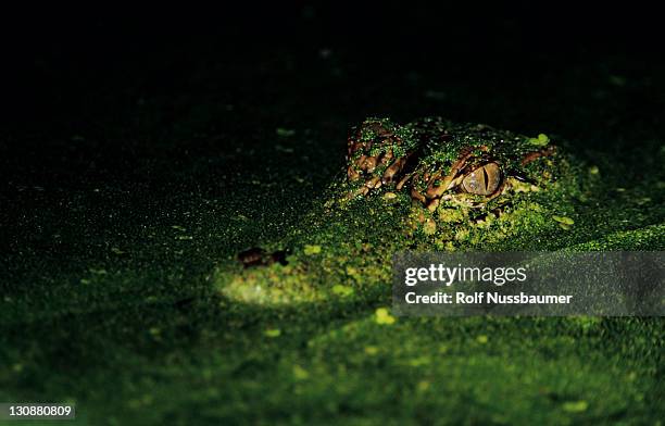 american alligator (alligator mississipiensis), adult at night in duckweed camouflaged, coastal bend, south texas, usa - alligator mississippiensis stock pictures, royalty-free photos & images