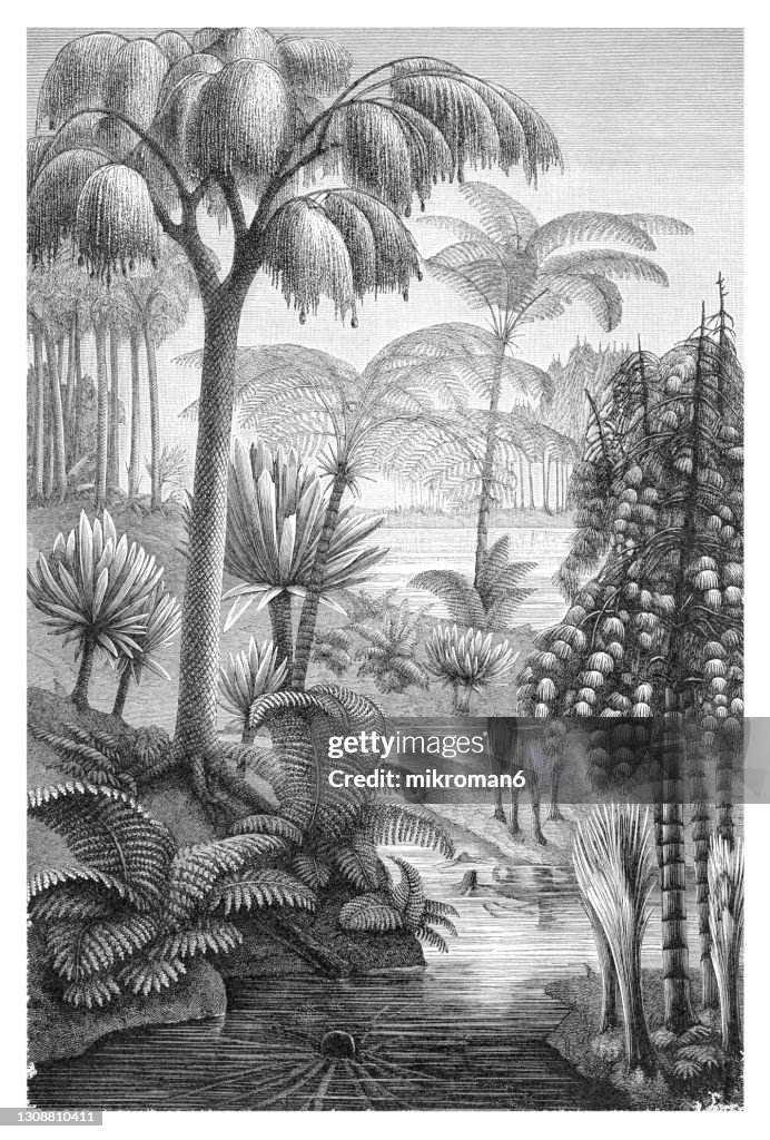 Old engraved illustration of Plants of the Carboniferous age