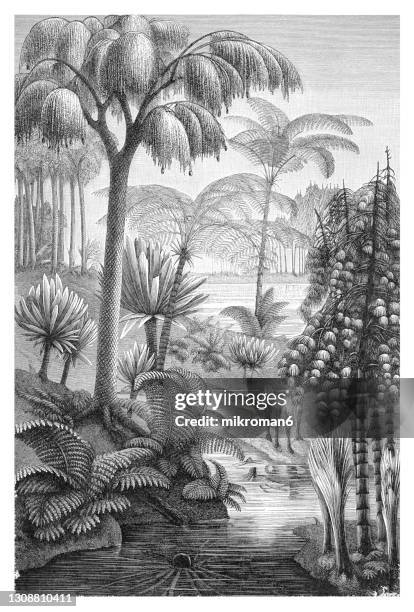 old engraved illustration of plants of the carboniferous age - fern fossil stock pictures, royalty-free photos & images