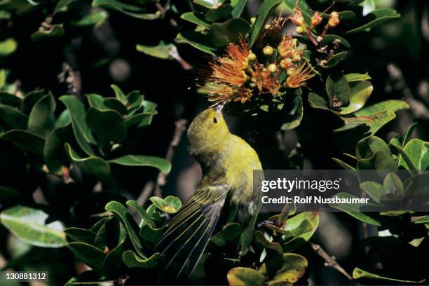 Anianiau Alakai Swamp Kauai Hawaii Usa High-Res Stock Photo