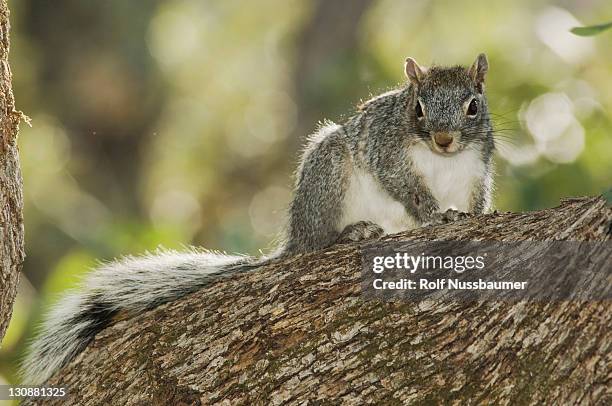 arizona gray squirrel (sciurus arizonensis), adult, madera canyon, arizona, usa - ジャイアントデザートヘアリースコーピオン ストックフォトと画像