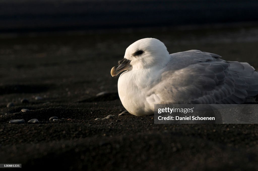 Northern Fulmar (Fulmarus glacialis)