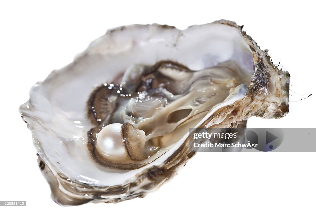 Opened oyster with pearl