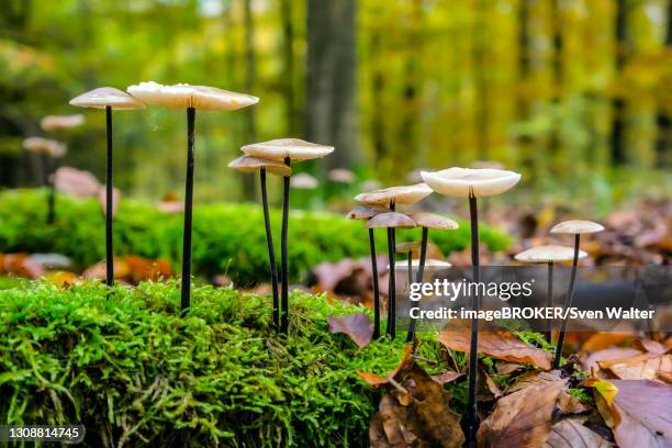 marasmius alliaceus (marasmius alliaceus), edible, mushroom, mecklenburg-western pomerania, germany - marasmius stock pictures, royalty-free photos & images