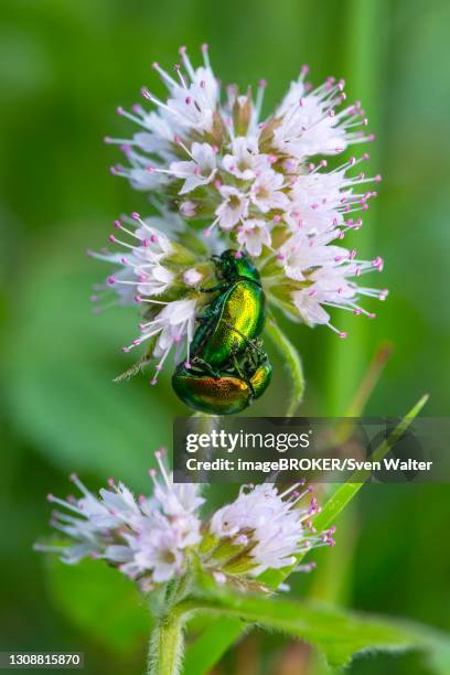 golden shining leaf beetle (chrysolina fastuosa), beetle, mating, water mint (mentha aquatica), mecklenburg-vorpommern, germany - chrysolina stock pictures, royalty-free photos & images