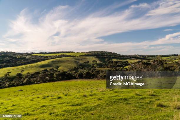 natural high-quality pasture - new zealand and farm or rural stock pictures, royalty-free photos & images