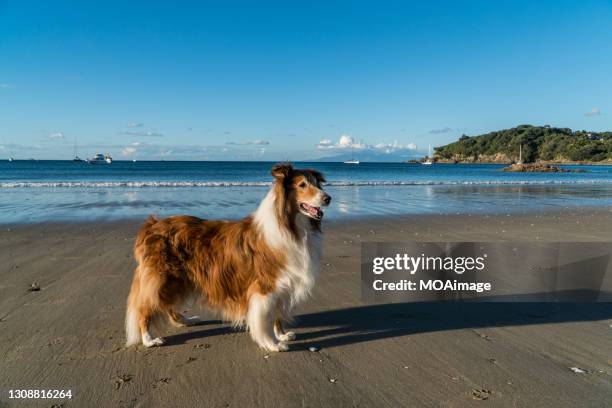 dog walking on beach - collie stock pictures, royalty-free photos & images