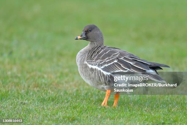 bean goose (anser fabalis) in a meadow, helgoland, north sea, germany - anser fabalis stock pictures, royalty-free photos & images