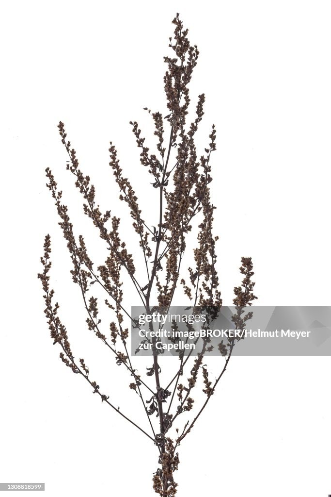 Withered common mugwort (Artemisia vulgaris) on white ground, Bavaria, Germany
