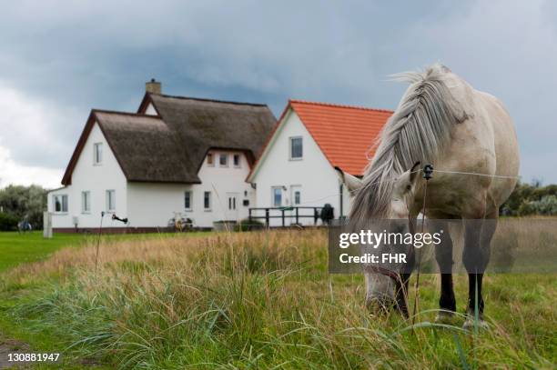 grey horse on a pasture in front of houses, hiddensee, mecklenburg-western pomerania, germany, europe - mecklenburg voor pommeren stockfoto's en -beelden