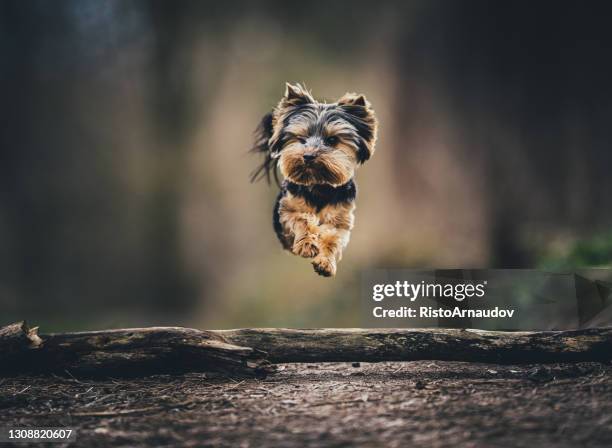 hund yorkshire terrier jump - yorkshireterrier stock-fotos und bilder