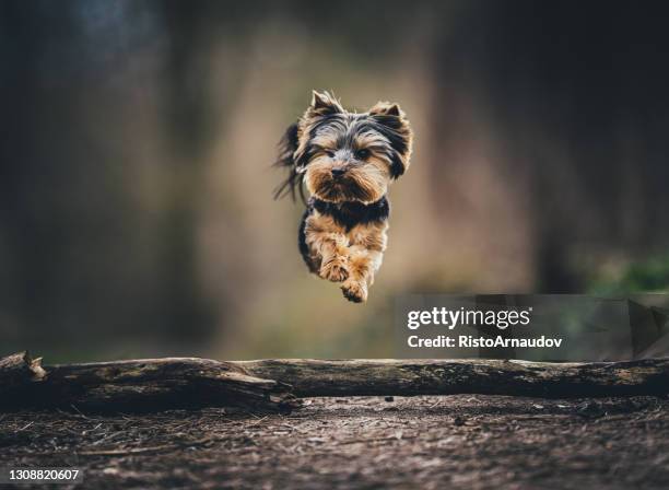 dog yorkshire terrier jump - yorkshire terrier playing stock pictures, royalty-free photos & images