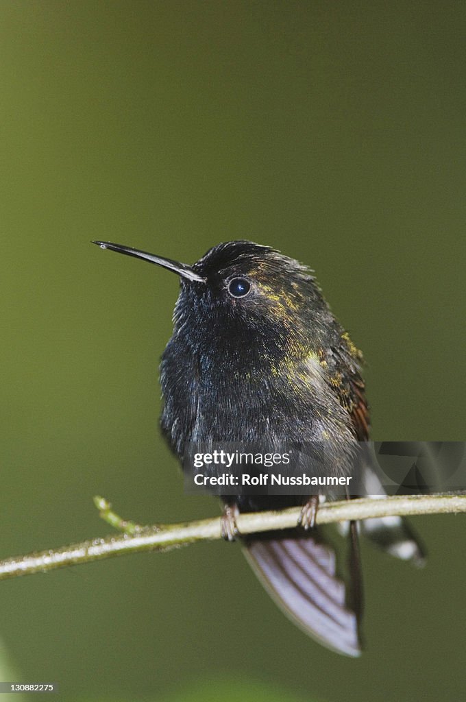 Black-bellied Hummingbird (Eupherusa nigriventris), male perched, Central Valley, Costa Rica, Central America