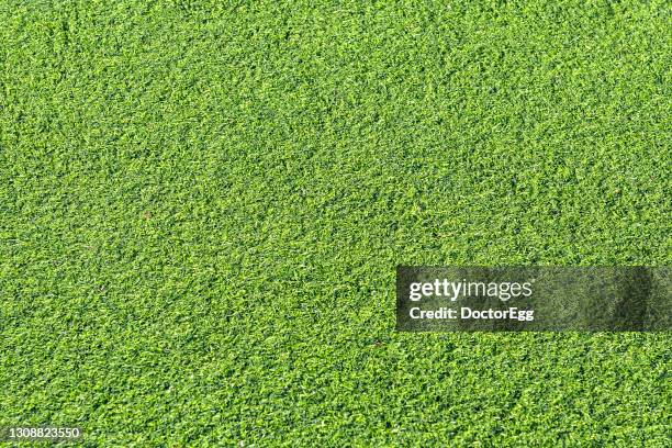 green artificial grass background - artificial grass stock pictures, royalty-free photos & images