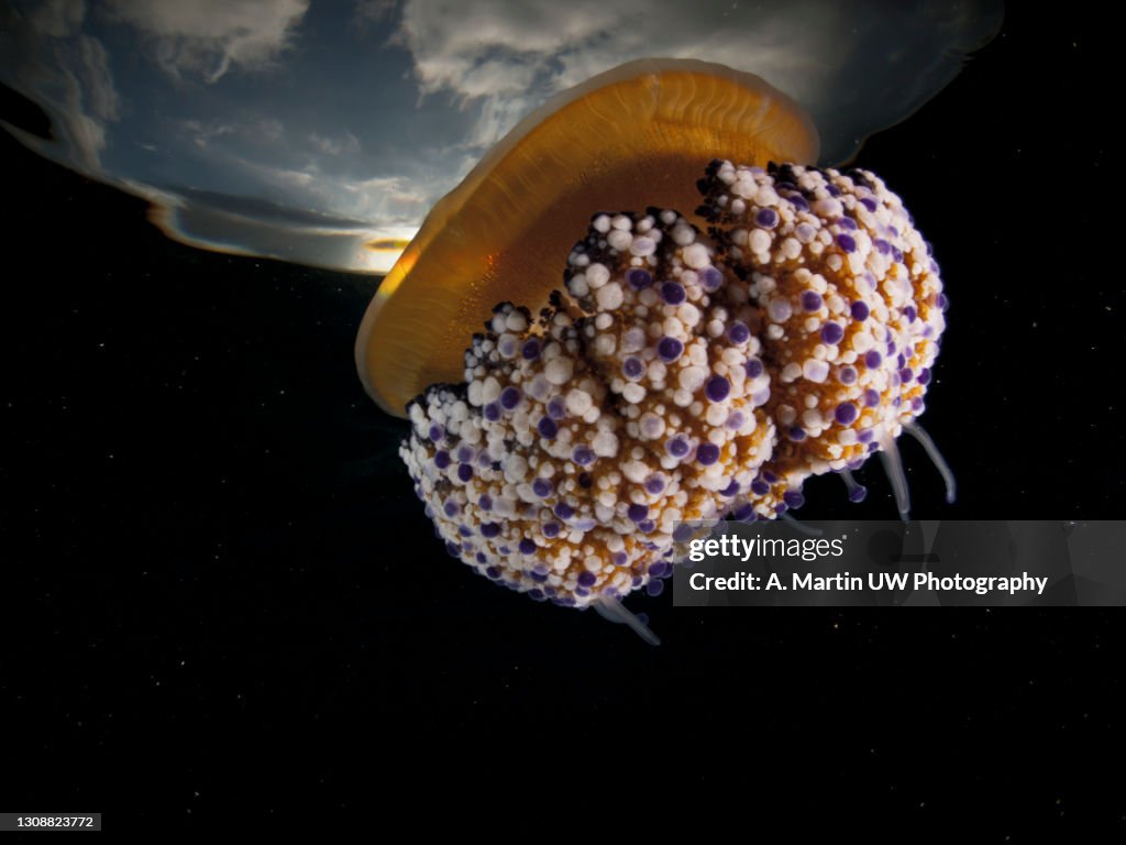 Mediterranean Fried Egg Jellyfish - Cotylorhiza tuberculata