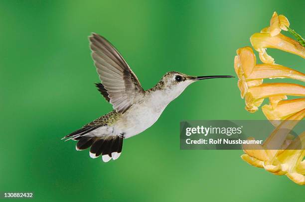 black-chinned hummingbird (archilochus alexandri), female feeding on yellow trumpet flower (tecoma stans), tucson, sonoran desert, arizona, usa - archilochus alexandri stock pictures, royalty-free photos & images