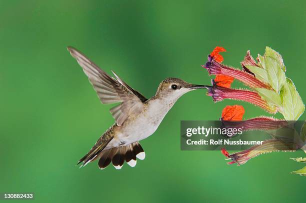 black-chinned hummingbird (archilochus alexandri), female feeding on flower, tucson, sonoran desert, arizona, usa - archilochus alexandri stock pictures, royalty-free photos & images