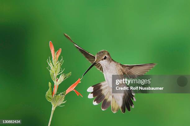 black-chinned hummingbird (archilochus alexandri), female feeding on sage flower, tucson, sonoran desert, arizona, usa - archilochus alexandri stock pictures, royalty-free photos & images