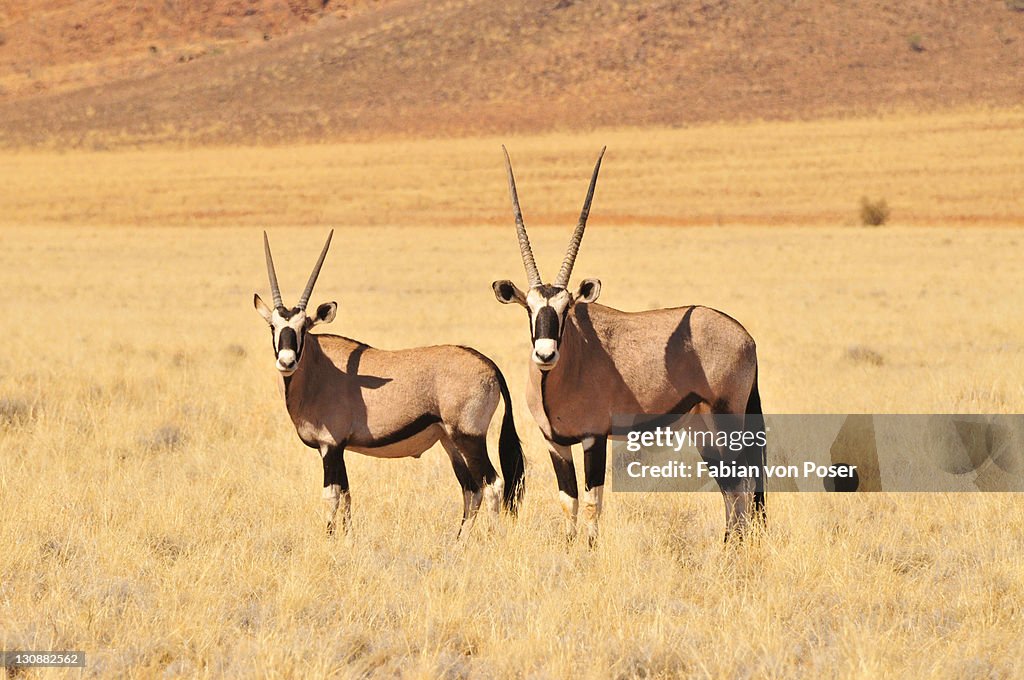 Gemsboks (Oryx gazella) in the high grass of the Namib Rand Nature Reserve, Namib Desert, Namibia, Africa