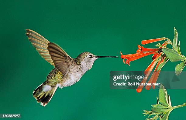 black-chinned hummingbird (archilochus alexandri), female in flight, miller canyon, arizona, usa - archilochus alexandri stock pictures, royalty-free photos & images
