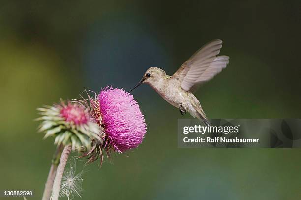 black-chinned hummingbird (archilochus alexandri), female feeding from texas thistle, hill country, texas, usa - archilochus alexandri stock pictures, royalty-free photos & images