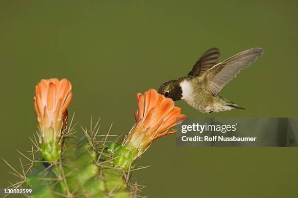 black-chinned hummingbird (archilochus alexandri), male in flight feeding on claret cup cactus (echinocereus triglochidiatus), uvalde county, hill country, texas, usa - archilochus alexandri stock pictures, royalty-free photos & images