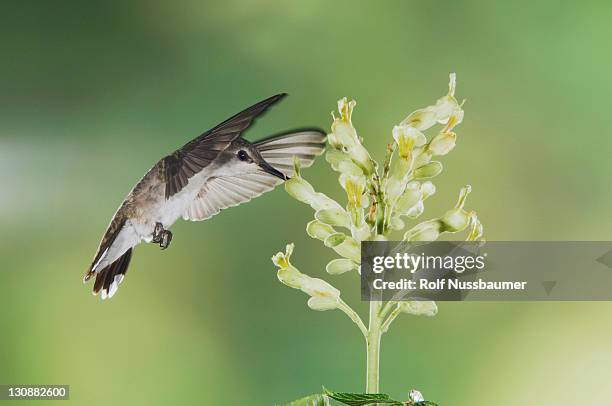 black-chinned hummingbird (archilochus alexandri), female in flight feeding on texas buckeye (aesculus glabra), uvalde county, hill country, texas, usa - archilochus alexandri stock pictures, royalty-free photos & images