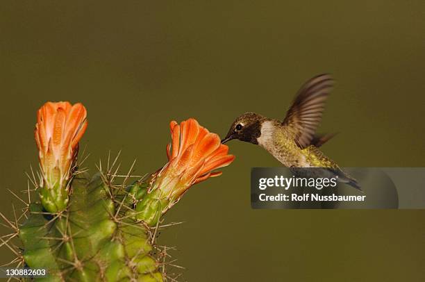 black-chinned hummingbird (archilochus alexandri), male in flight feeding on claret cup cactus (echinocereus triglochidiatus), uvalde county, hill country, texas, usa - archilochus alexandri stock pictures, royalty-free photos & images