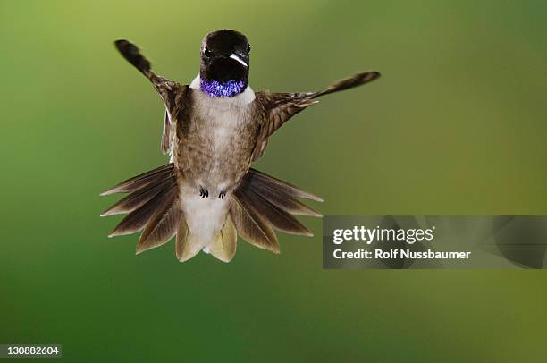 black-chinned hummingbird (archilochus alexandri), male in flight, uvalde county, hill country, texas, usa - archilochus alexandri stock pictures, royalty-free photos & images