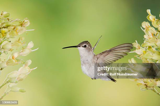 black-chinned hummingbird (archilochus alexandri), female in flight feeding on texas buckeye (aesculus glabra), uvalde county, hill country, texas, usa - archilochus alexandri stock pictures, royalty-free photos & images