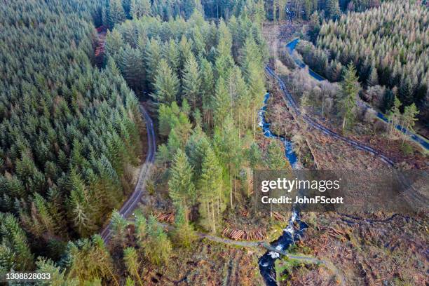 hoge hoekmening van pijnboombos in schotland - galloway schotland stockfoto's en -beelden