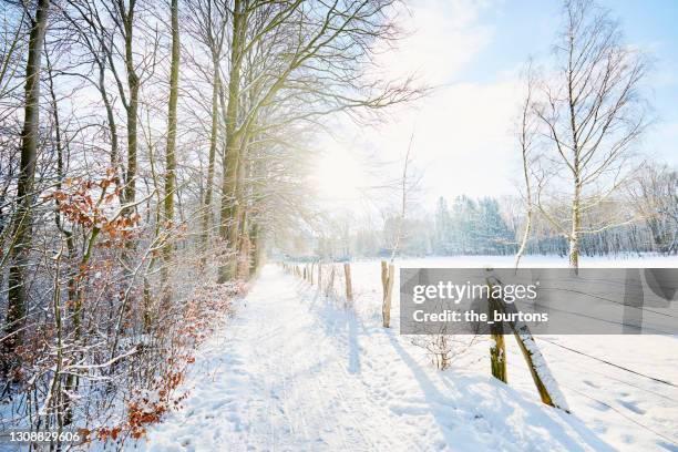 snow covered footpath along a field in forest against sunlight in winter, rural scene - winter footpath stock pictures, royalty-free photos & images