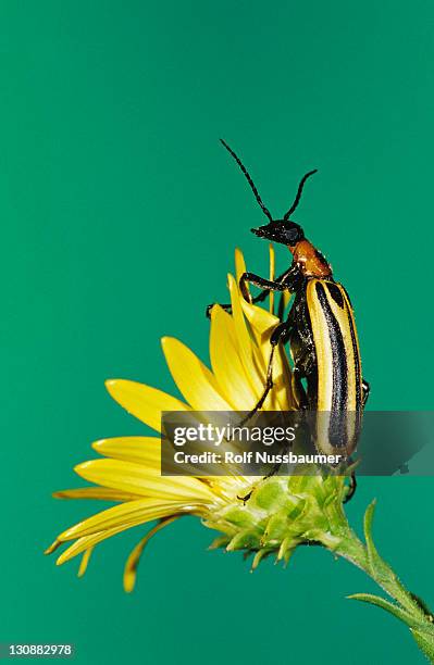 blister beetle (meloidae), adult on golden aster, willacy county, rio grande valley, texas, usa - golden aster stock pictures, royalty-free photos & images