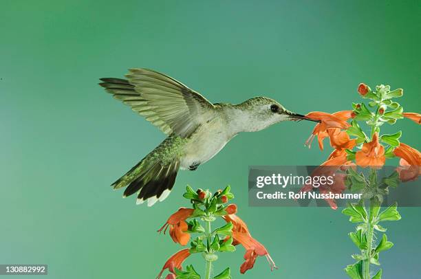 black-chinned hummingbird (archilochus alexandri), female in flight feeding on sage, madera canyon, arizona, usa - archilochus alexandri stock pictures, royalty-free photos & images