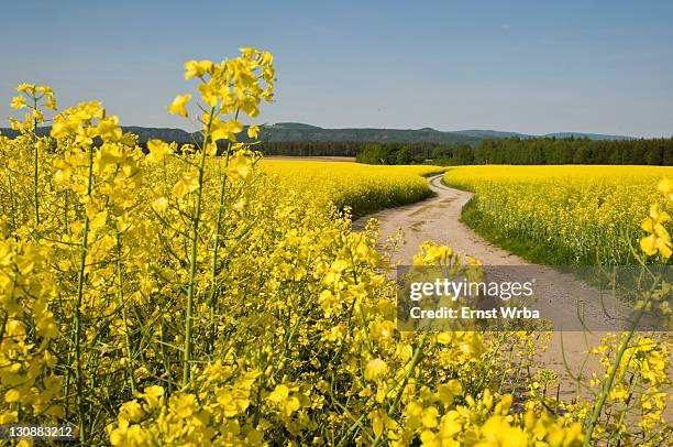 Germany Rapa Rapa River Photos and Premium High Res Pictures - Getty Images