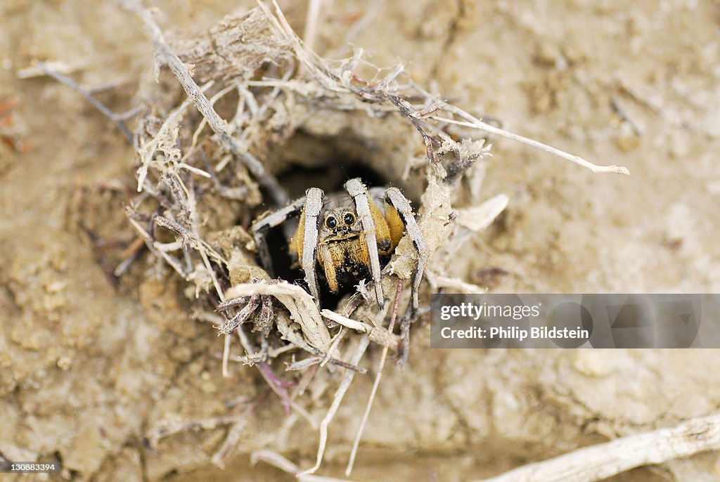 Tarantula or tarantula wolf spider (Lycosa tarantula) looking out of burrow